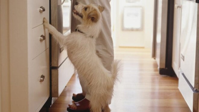 humans food that dog can eat - dog-begging-food